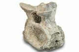 Fossil Synapsid (Edaphosaurus) Vertebra - Texas #251363-1